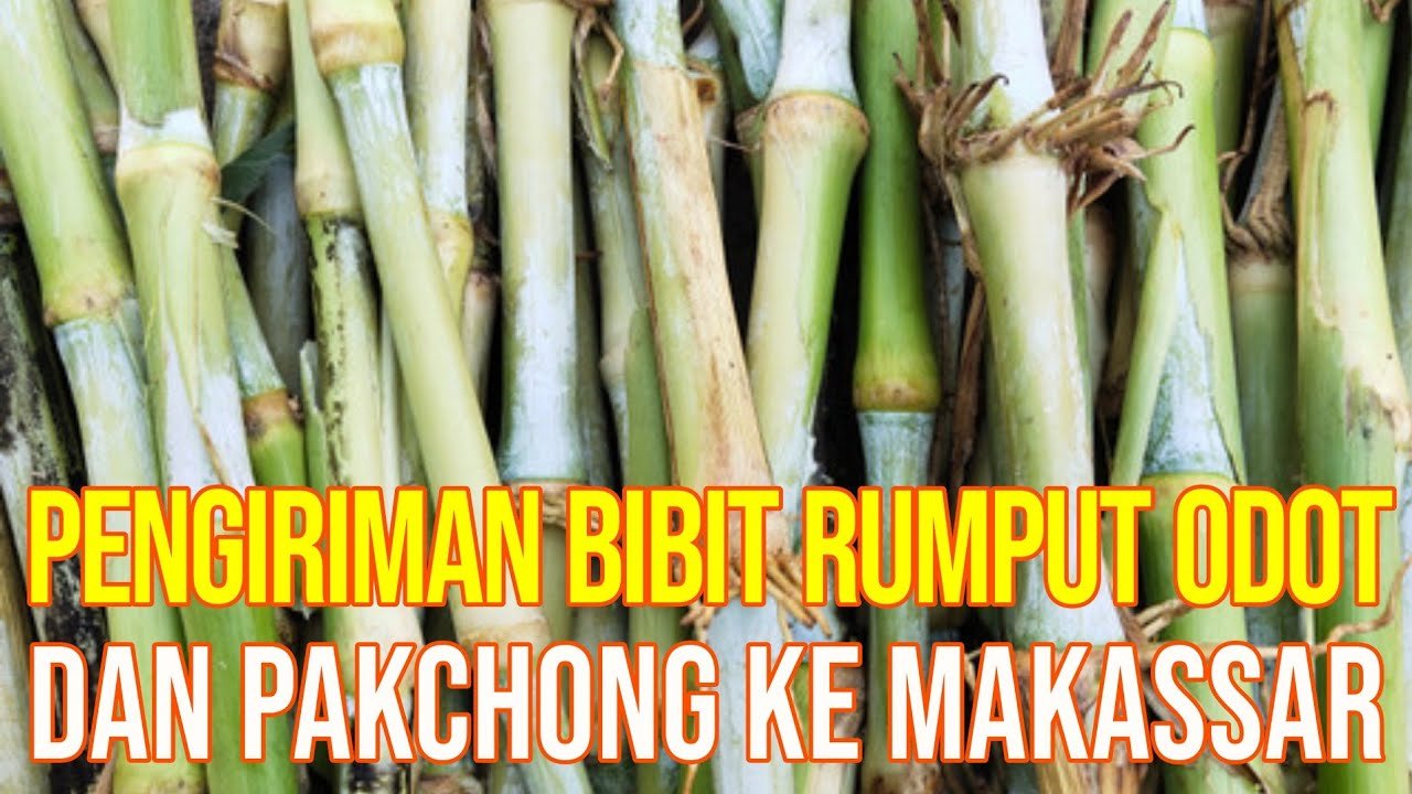 
                                 Hijauan-Bibit-Rumput-Pakchong-Dikirim-Ke-Sulawesi
